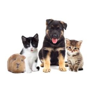 Cura degli animali Cura degli animali